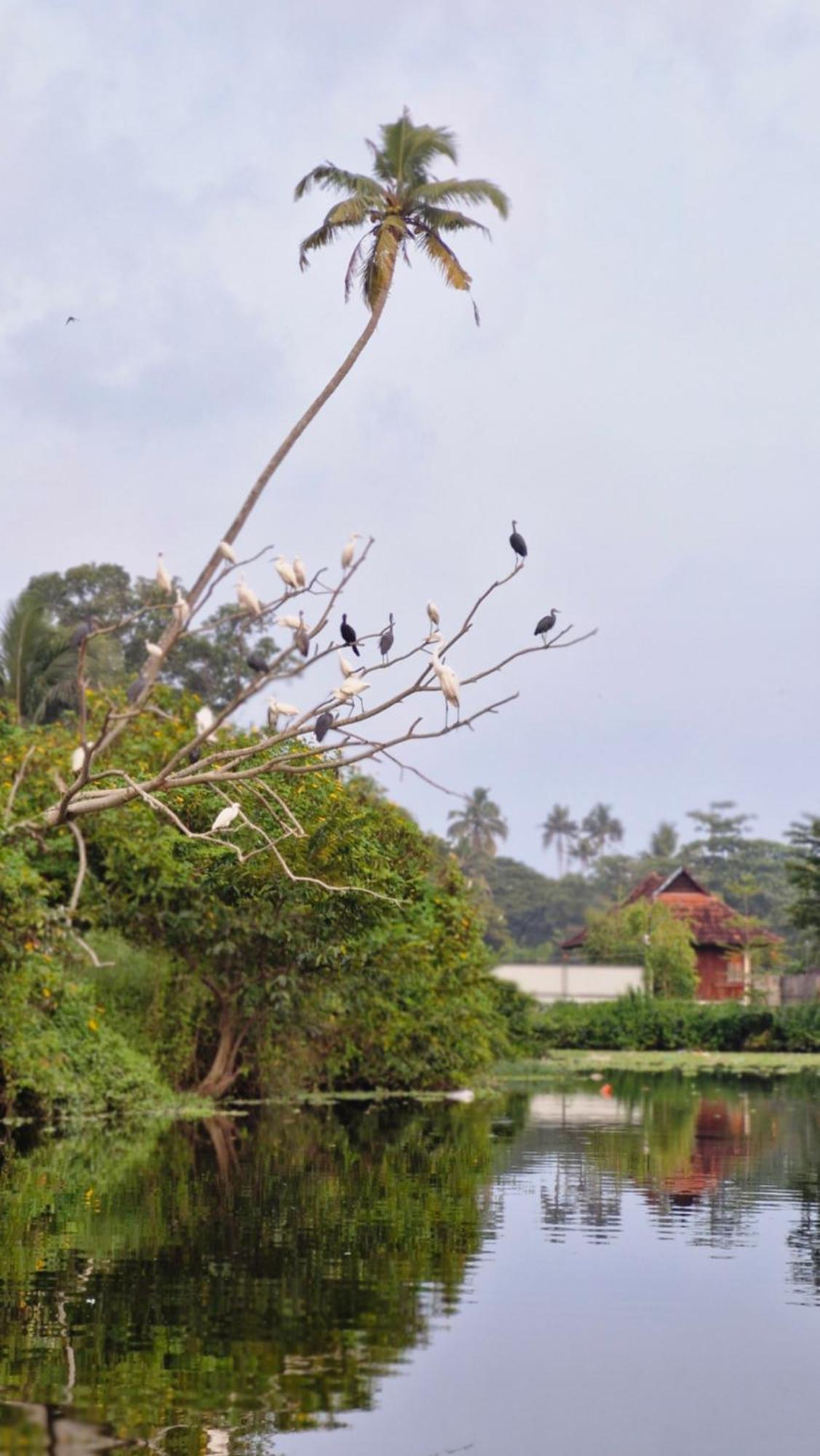 Bed and Breakfast Gypsea Marari Alappuzha Екстер'єр фото